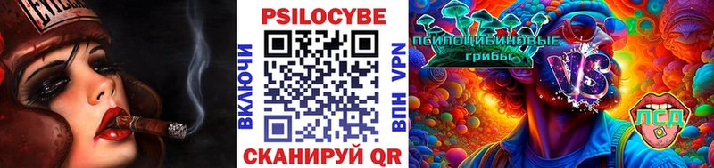 блэк спрут ССЫЛКА  Венёв  Галлюциногенные грибы Psilocybe 